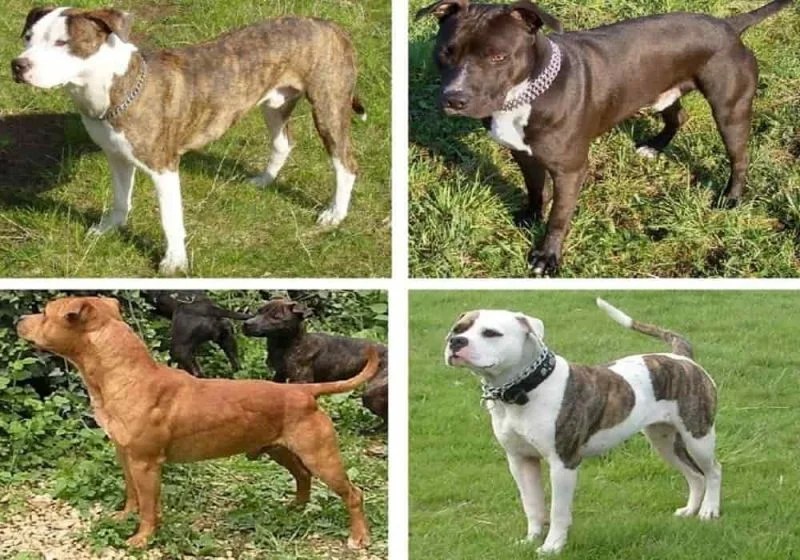 Anjing Pitbull Berasal Dari Negara Inggris