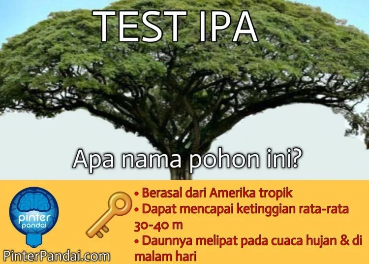 Quiz IPA - Apa Nama Pohon Ini? - Tips: Berasal dari Amerika tropik -  PINTERPandai