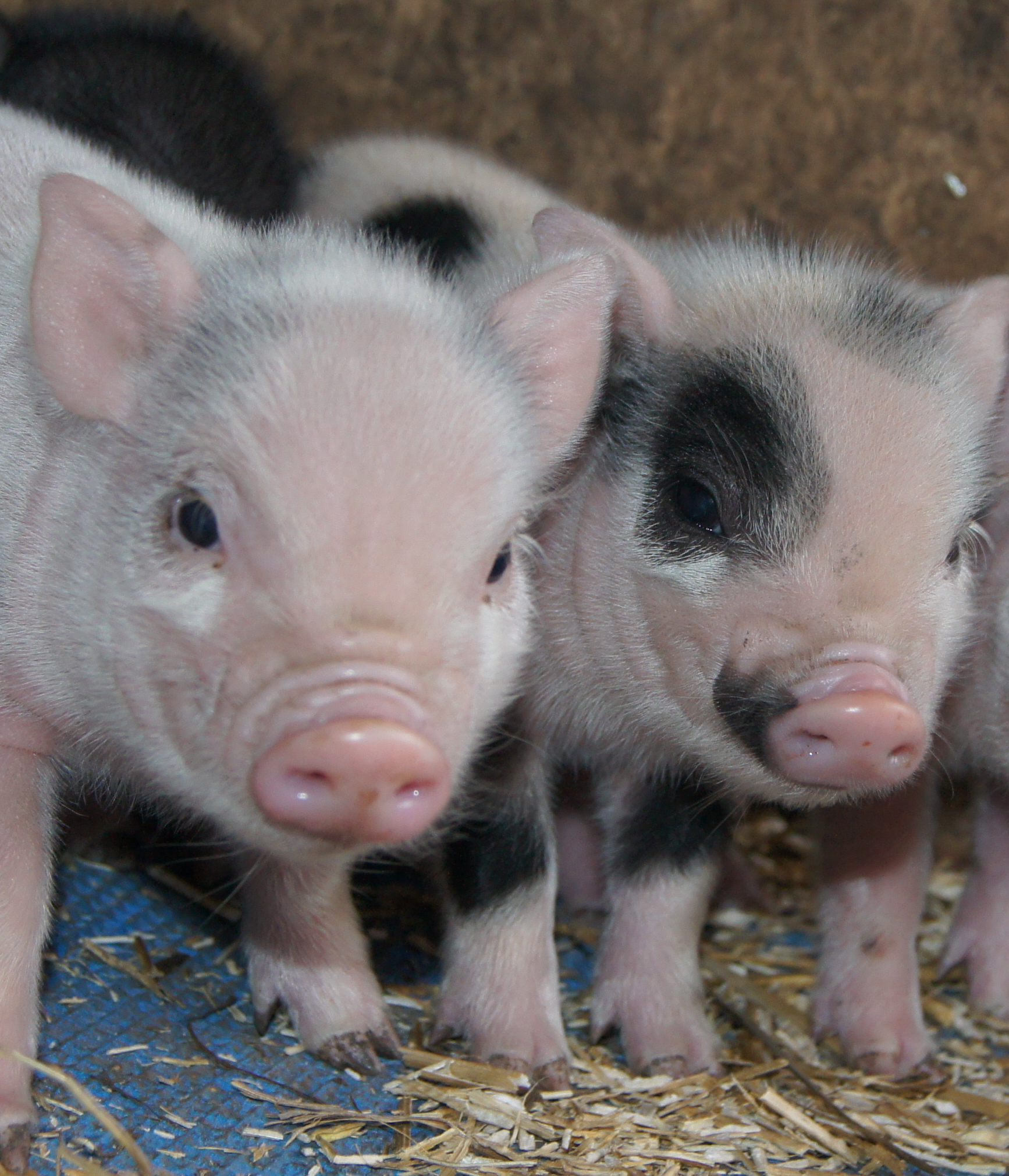 Pigs for sale Pint Size Pigs Micro Pigs for sale
