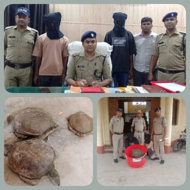 2 wildlife smugglers held, 3 turtles seized Pioneer Edge