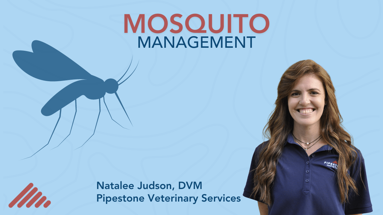 Mosquito Management Pipestone