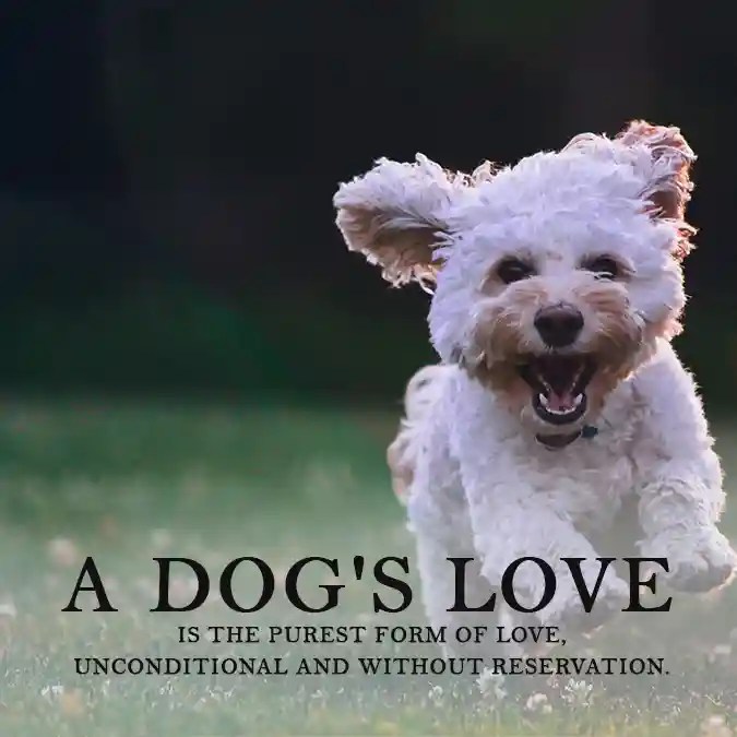 Dog Love Sayings