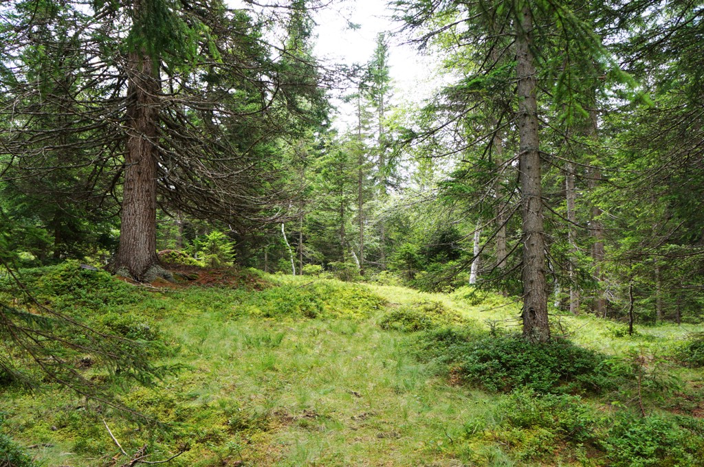 Wald und Bäume lizenzfreie Fotos / Bilder herunterladen ohne Anmeldung