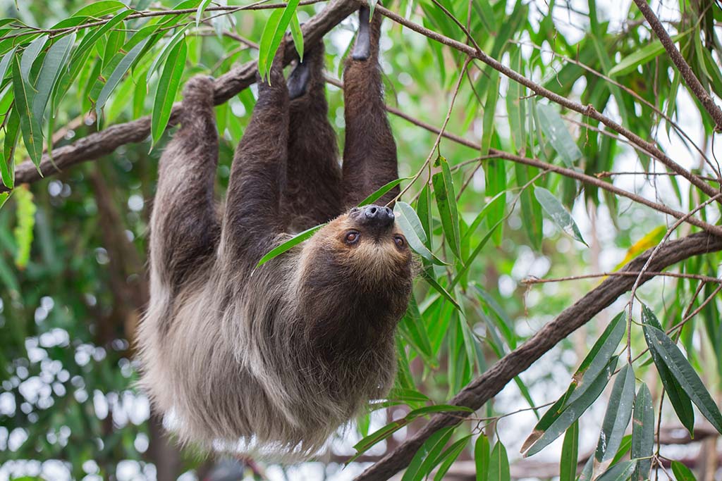 Does a Sloth Live its Entire Life Upside Down? Pitara Kids' Network