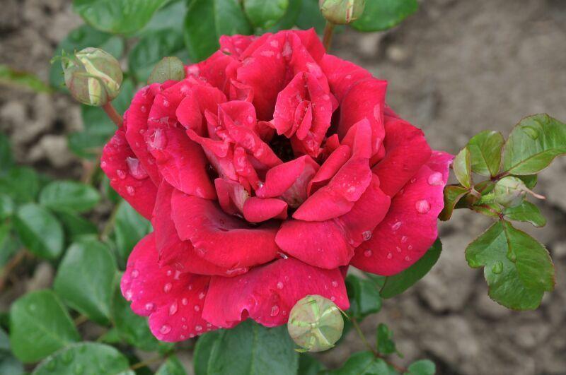 Роза "Кроненбург" (Rose Kronenbourg) Розы чайногибридные (Каталог