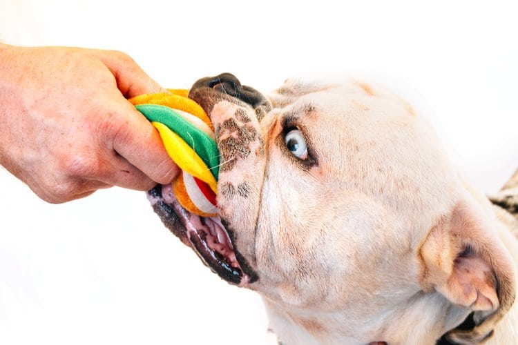 What to do if your dog eats chocolate PitPat