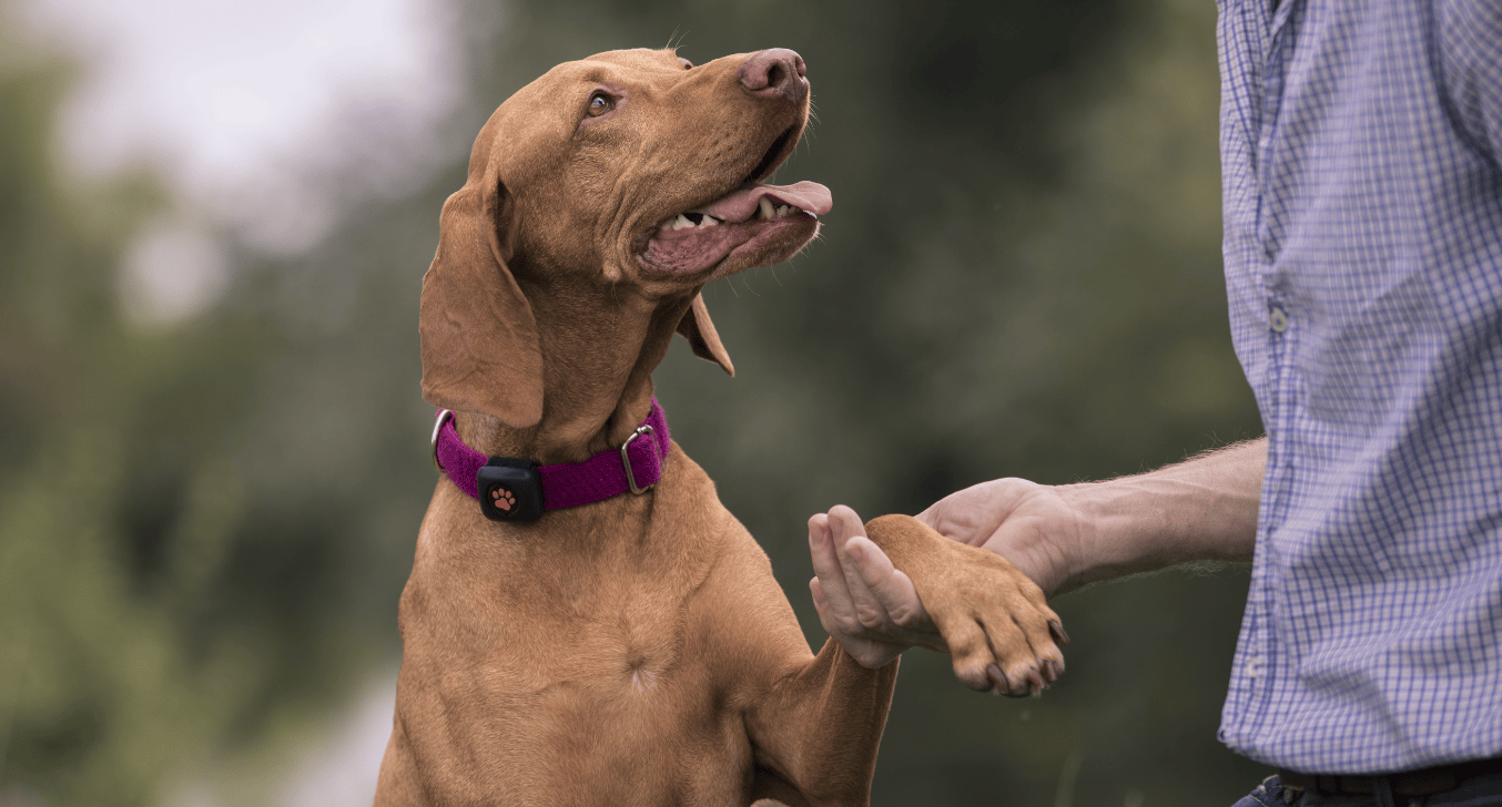 Dog Activity Monitor PitPat