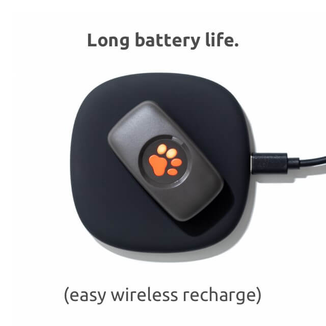 PitPat Dog GPS Tracker With No Subscription PitPat