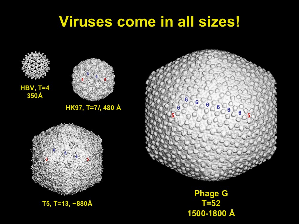 Untitled Document [www.pitt.edu]