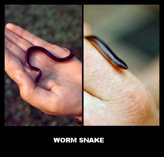 Eastern Worm Snake (Carphophis amoenus) Exploring Virginia's Outdoor