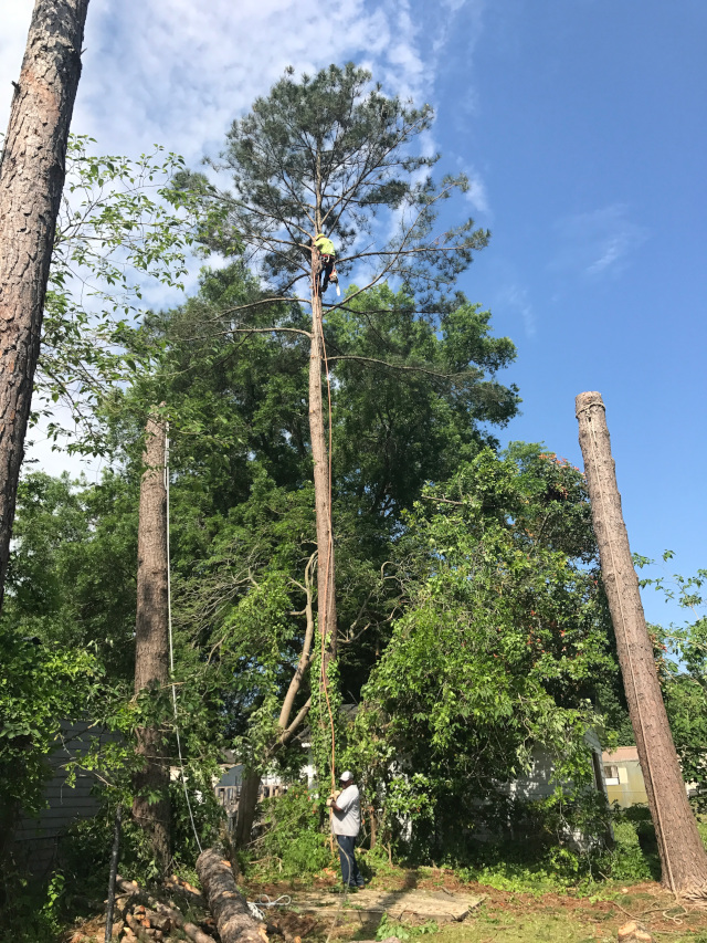 Pitt Tree Services LLC