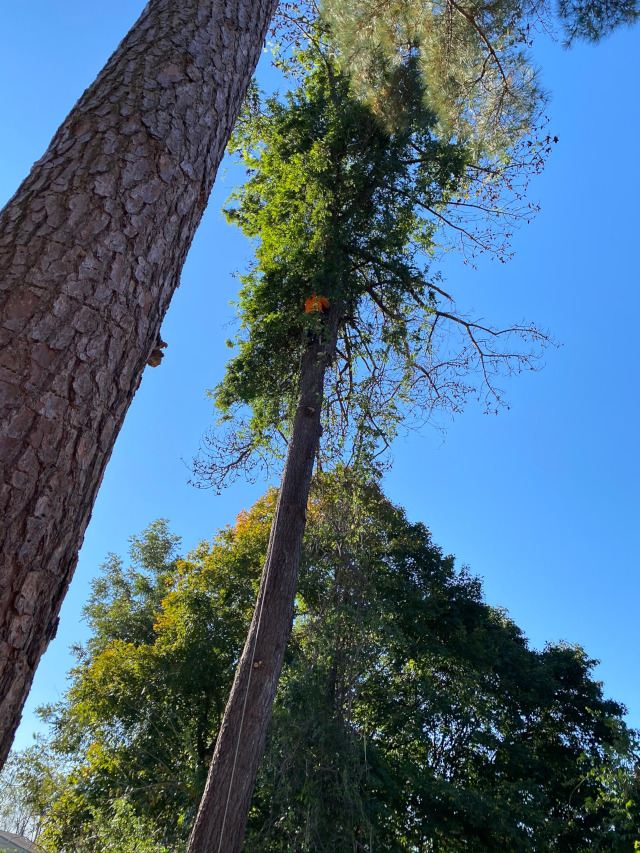 to Pitt Tree Services, LLC of Kenly NC