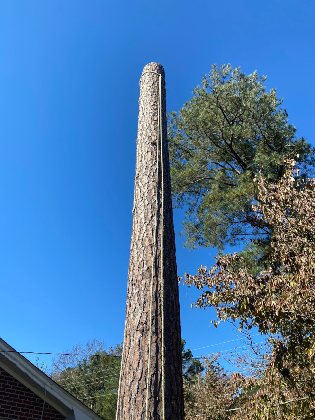 to Pitt Tree Services, LLC of Kenly NC