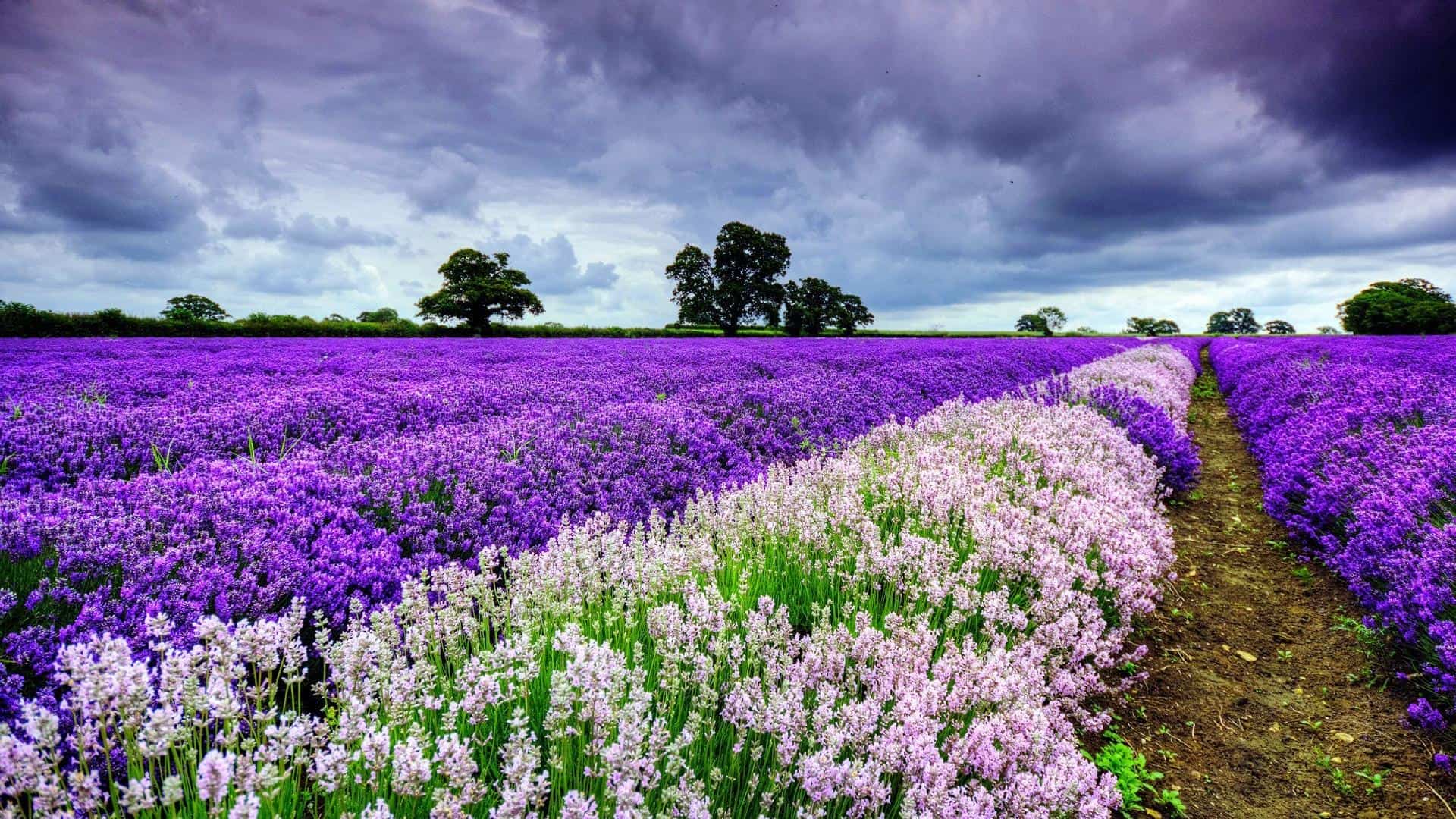 Spring Desktop Wallpapers HD