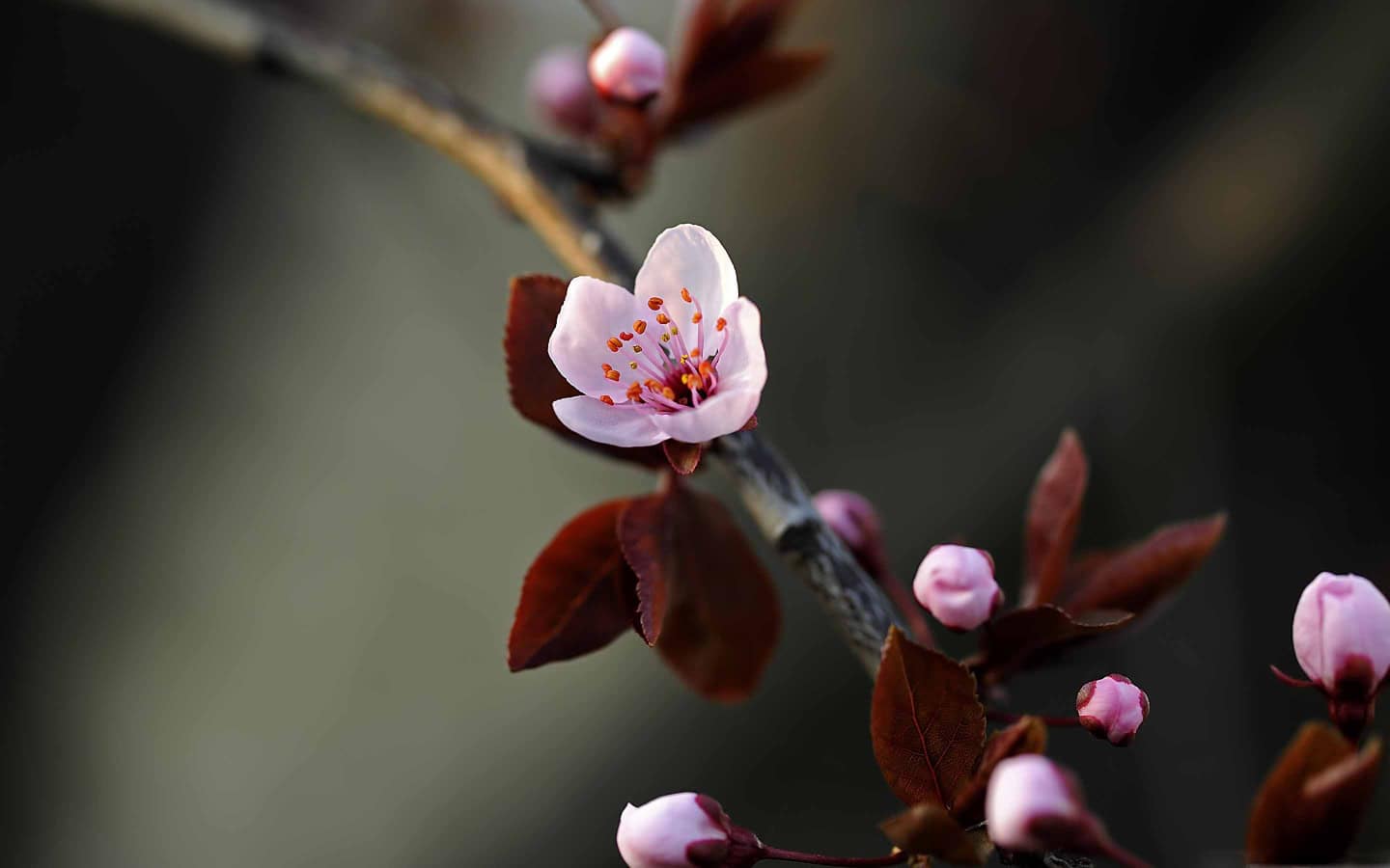 HD Wallpapers for Mac book