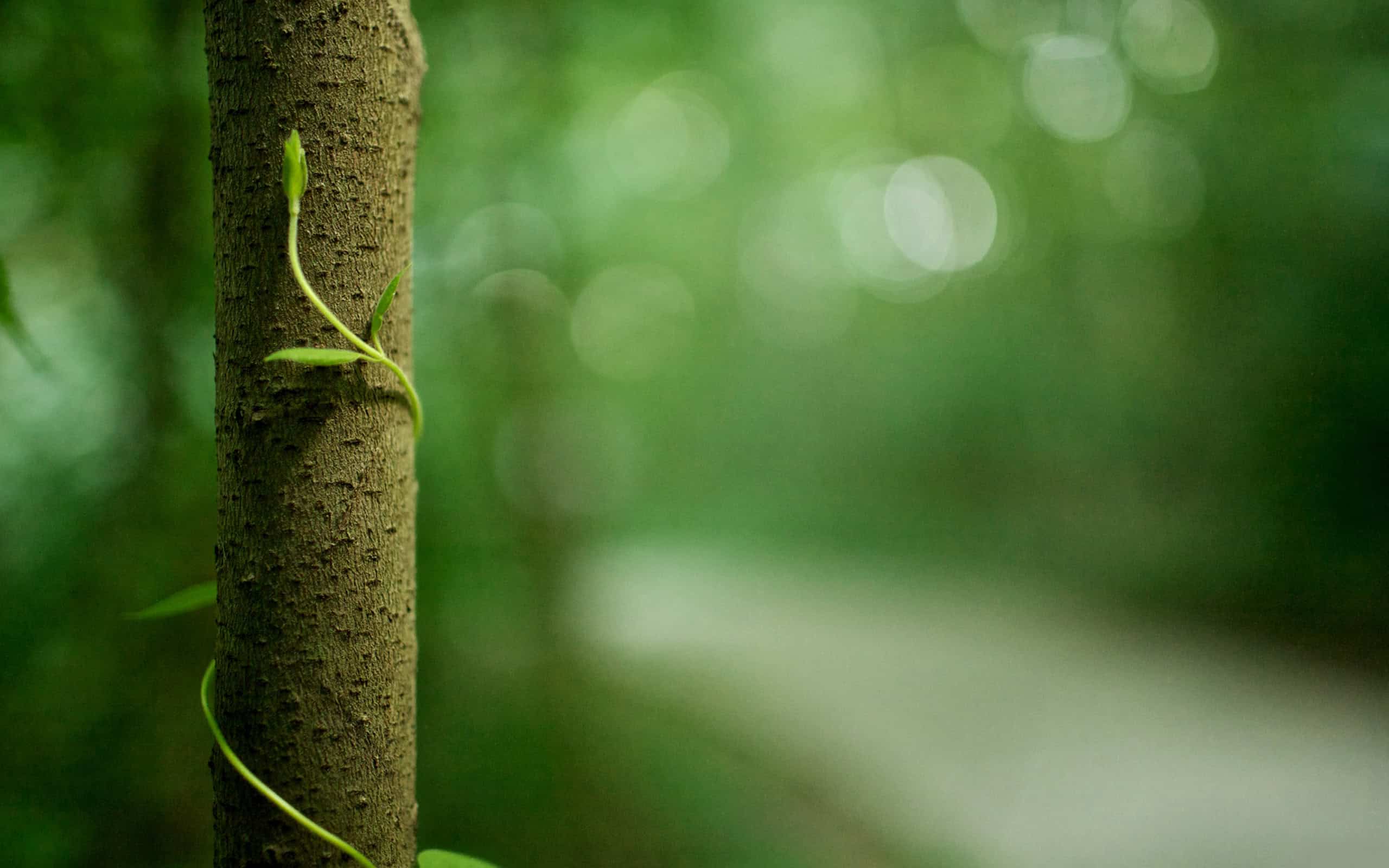 Nature Backgrounds free download