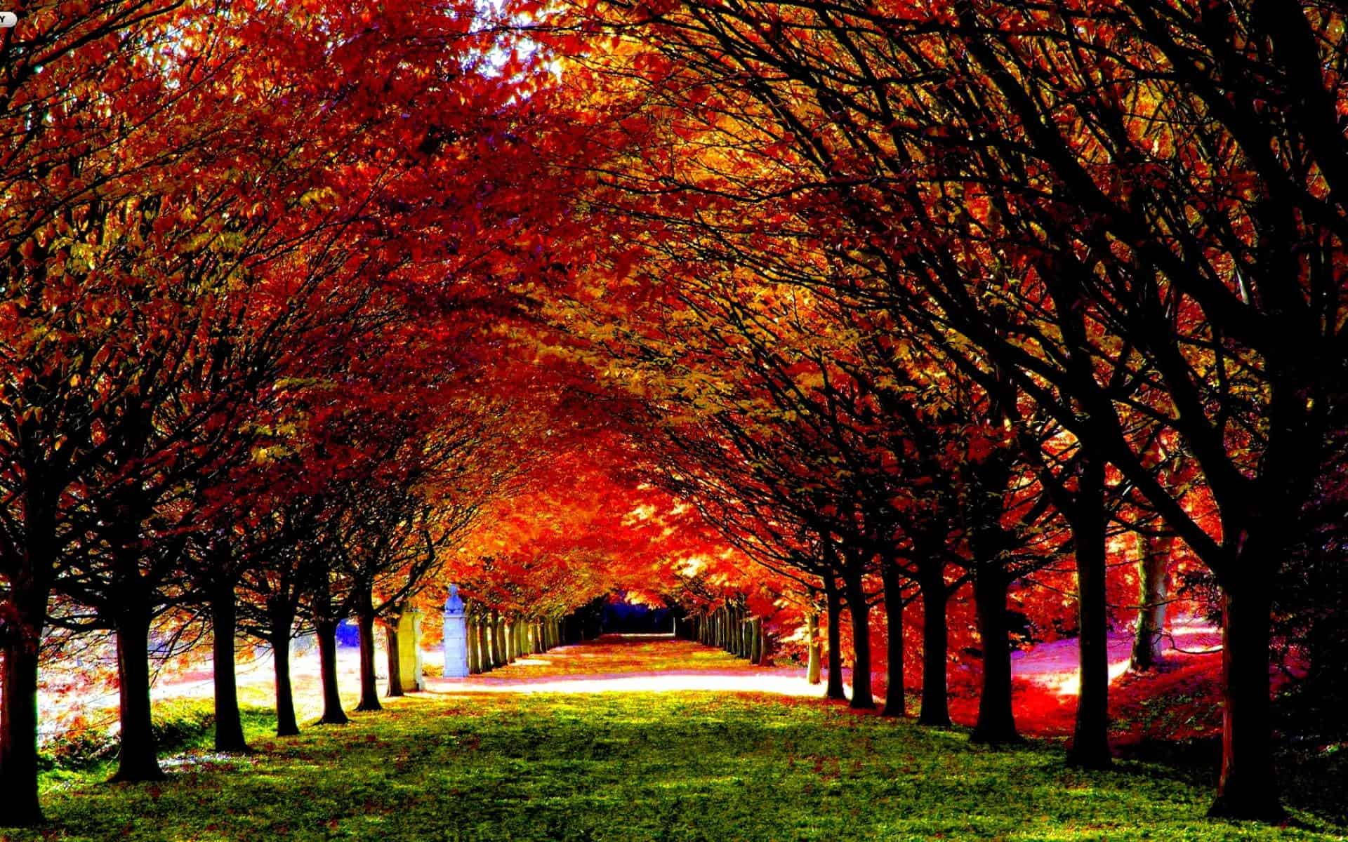 40 Autumn Wallpaper Backgrounds For Free HD Download