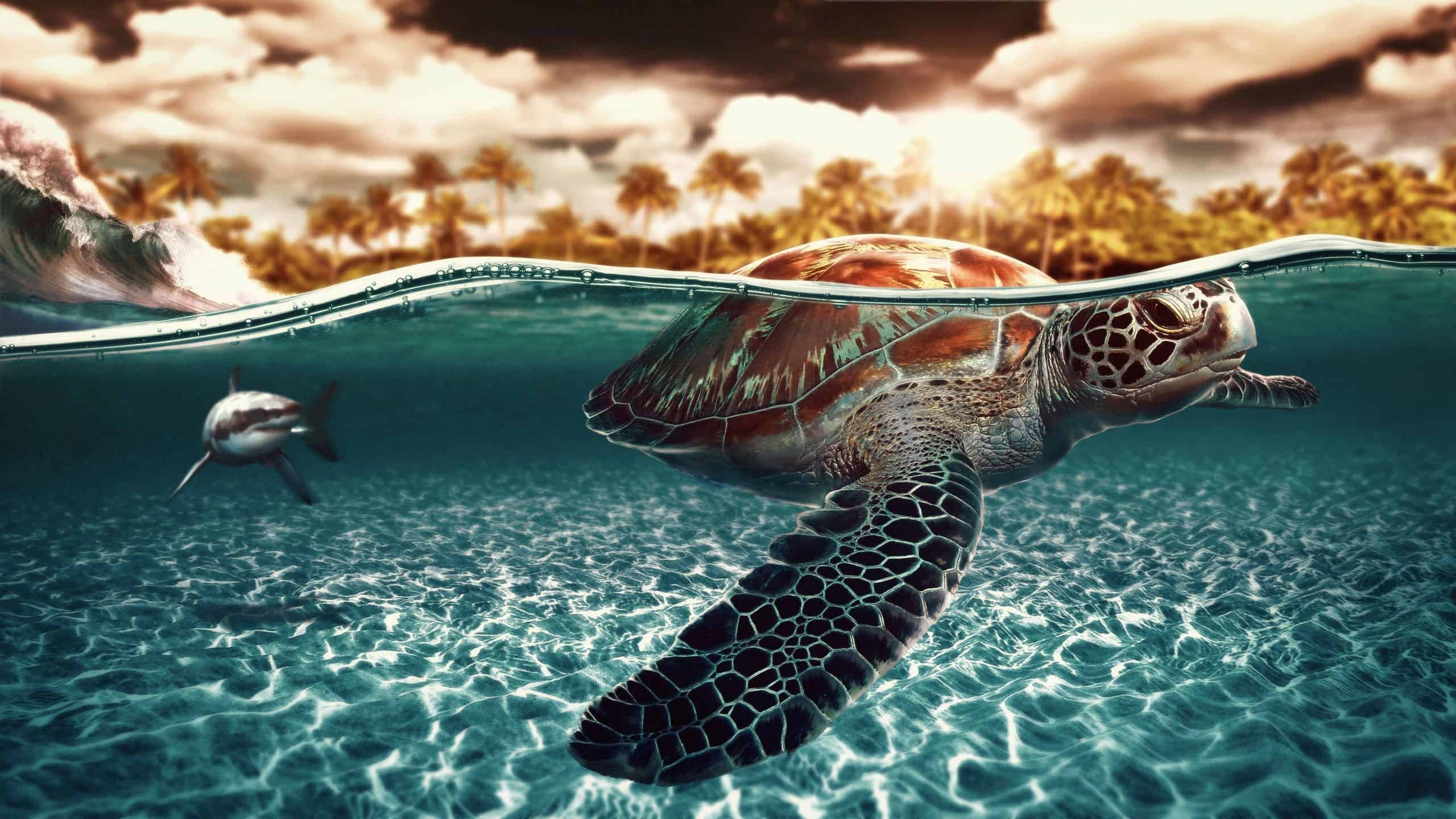 Free Turtle Backgrounds Download