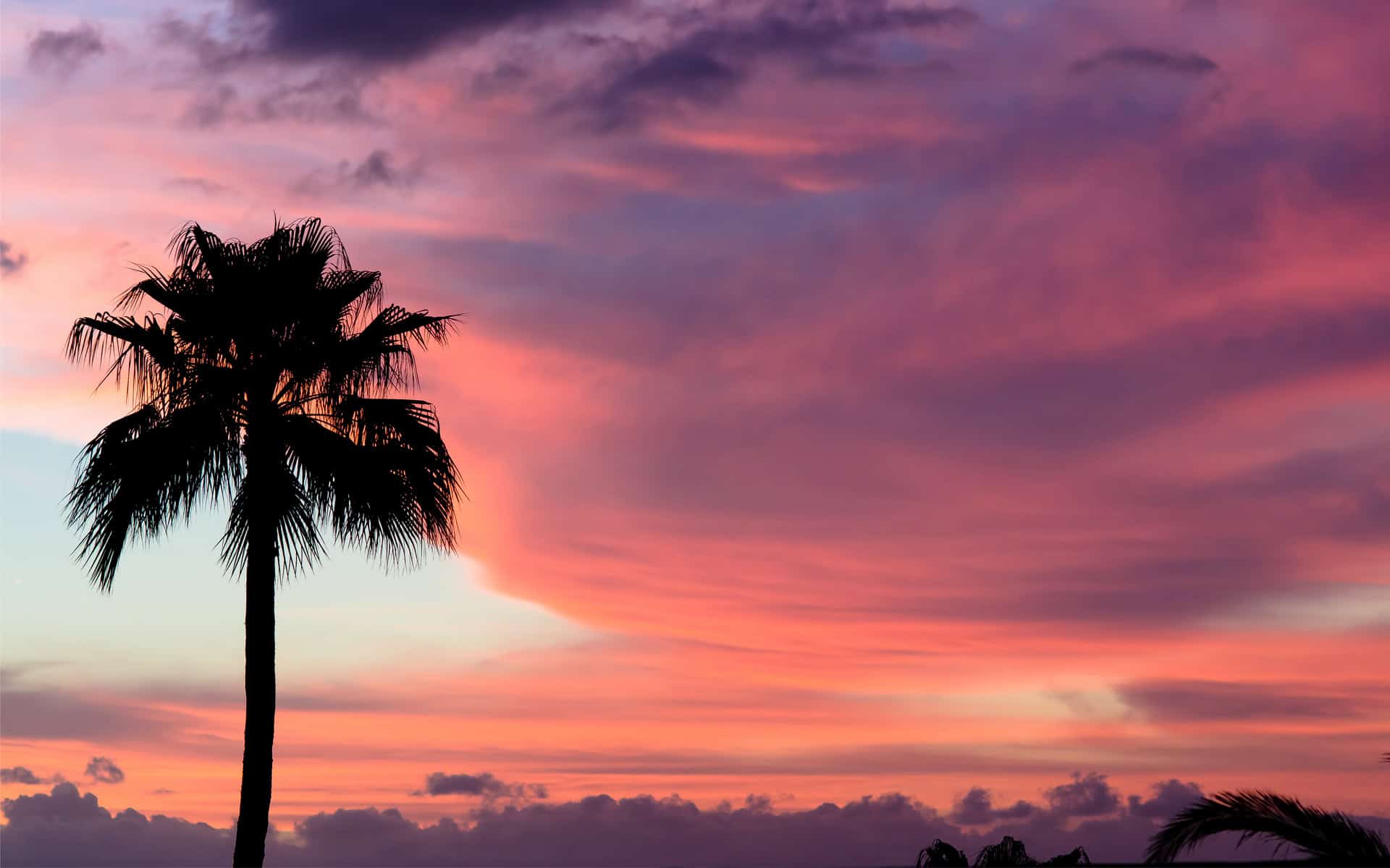 Desktop Palm Tree HD Wallpapers