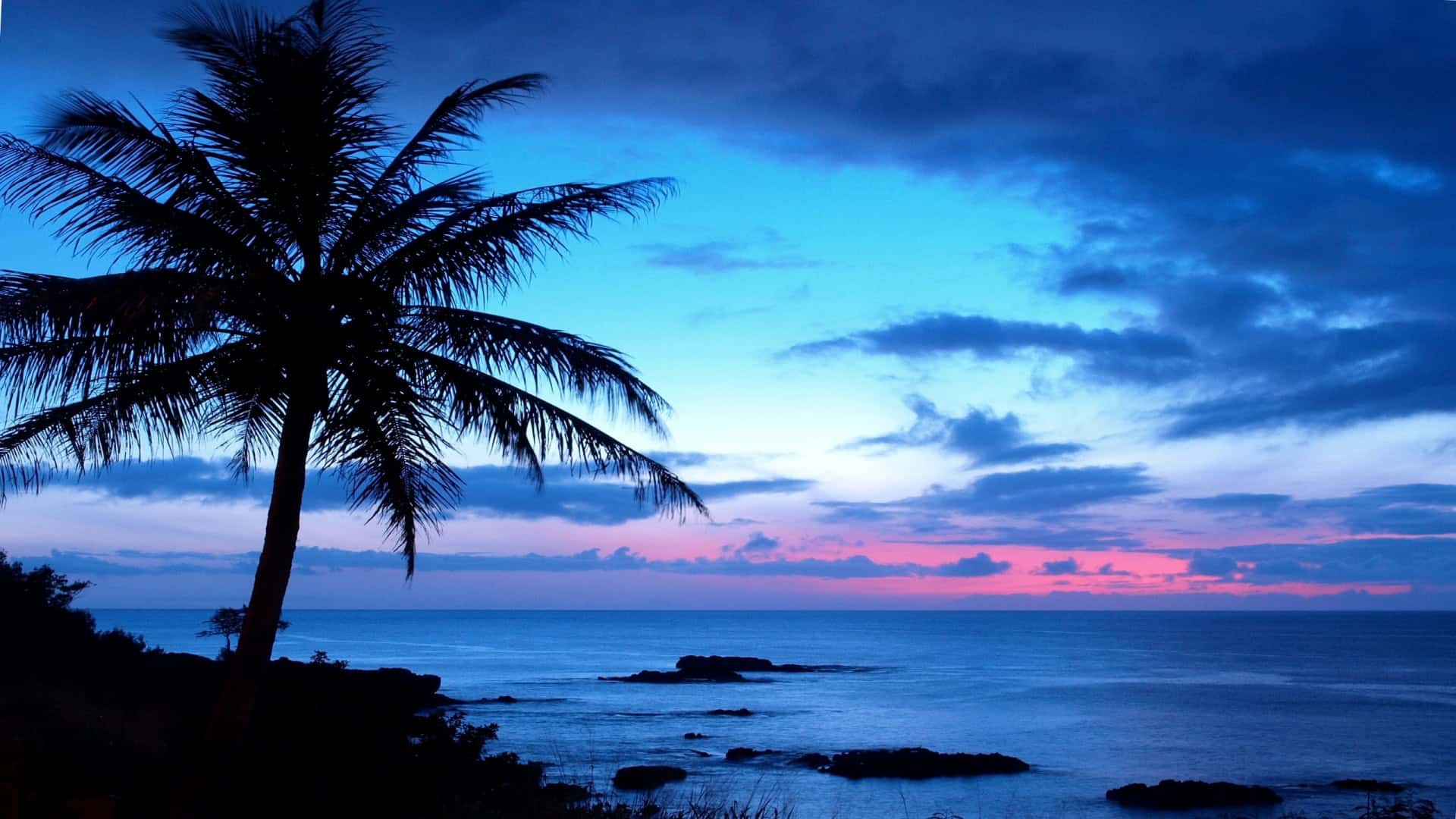 Desktop Palm Tree HD Wallpapers