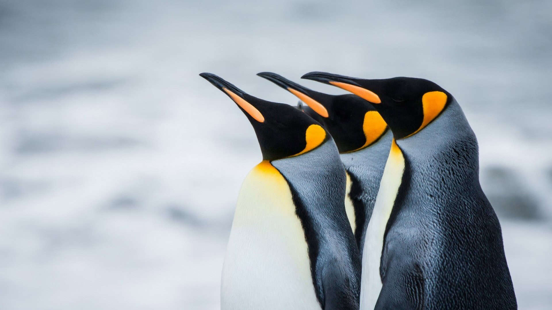 Penguin Backgrounds HD HD Wallpapers, Backgrounds, Images, Art Photos.