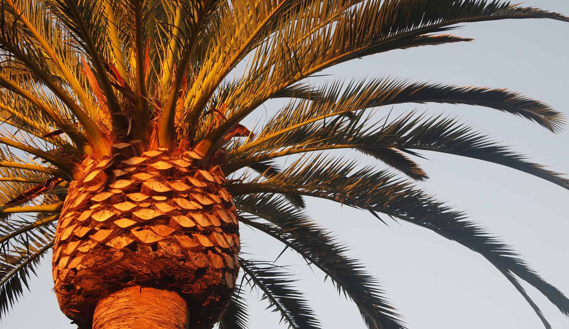 Palm Tree Wallpaper HD
