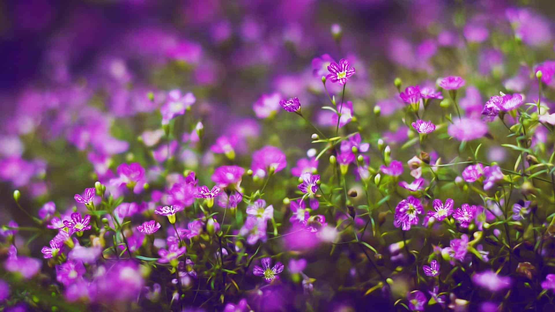 Lavender Flower Wallpapers HD