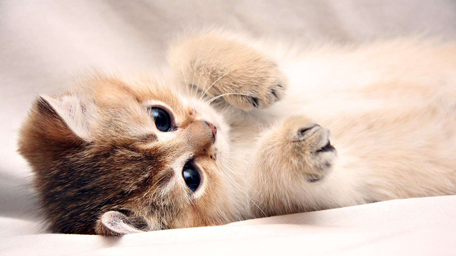 Free Cute Laptop Images