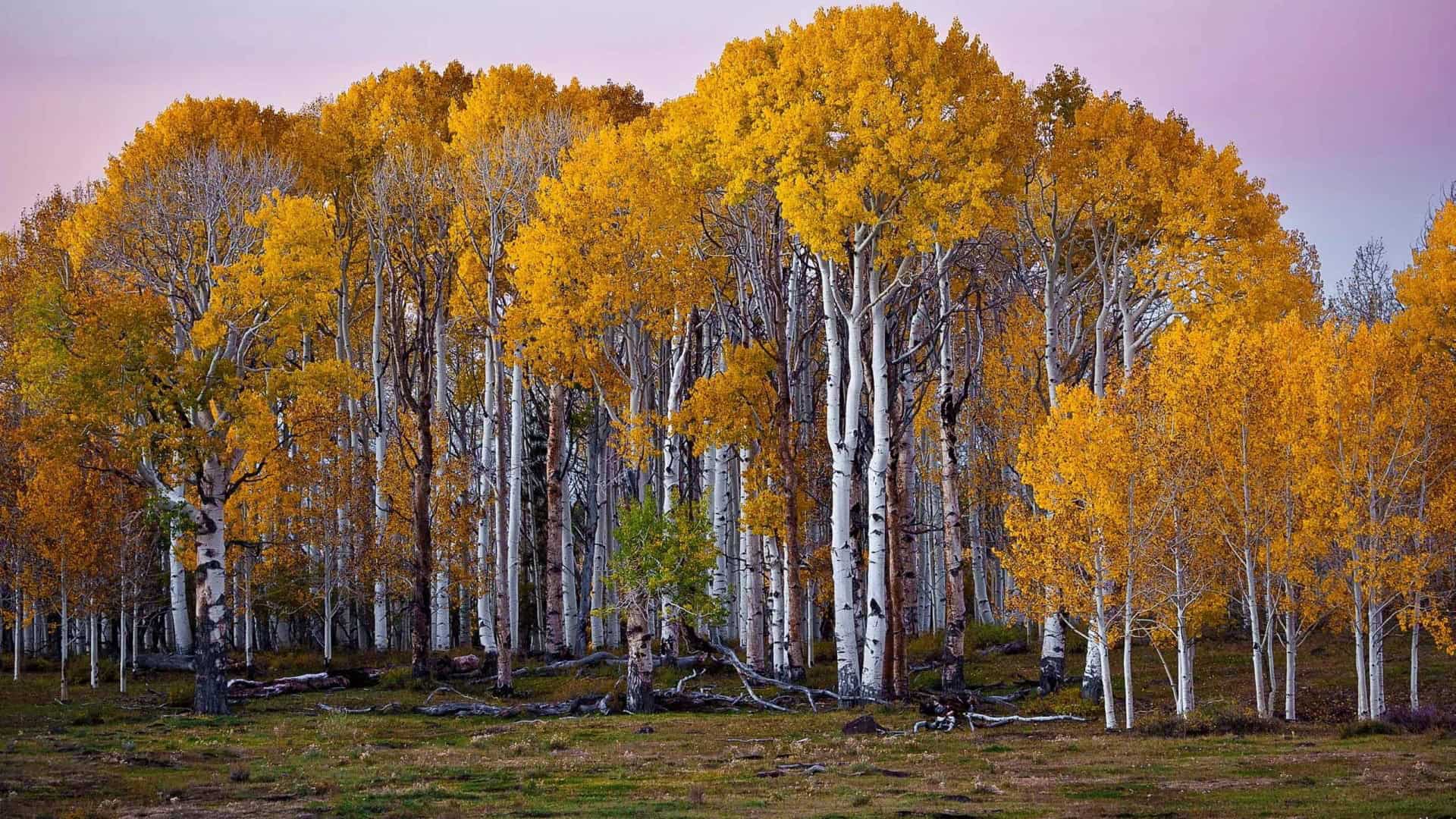 Birch Tree Wallpapers