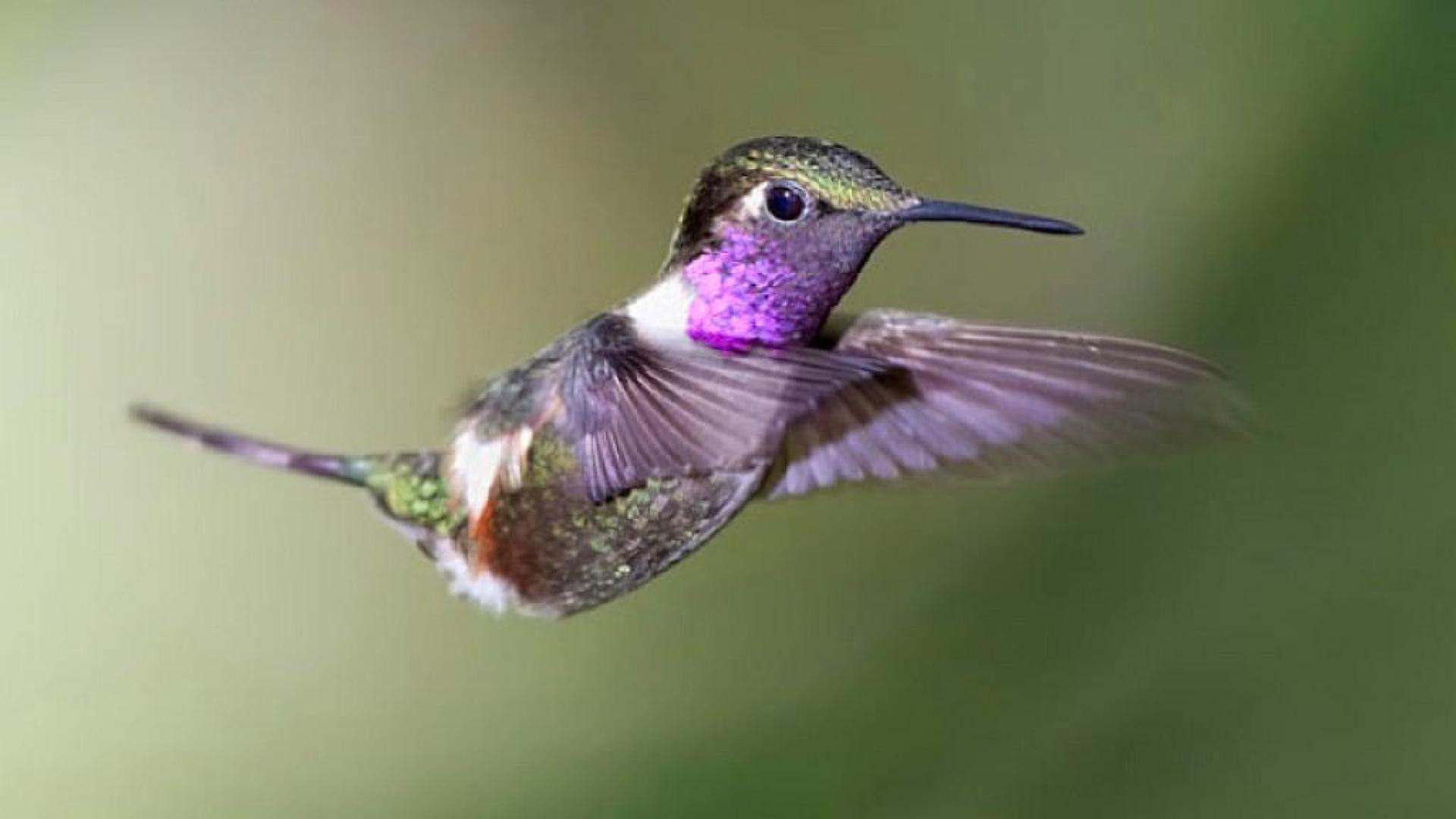 Download Free Hummingbird Wallpapers