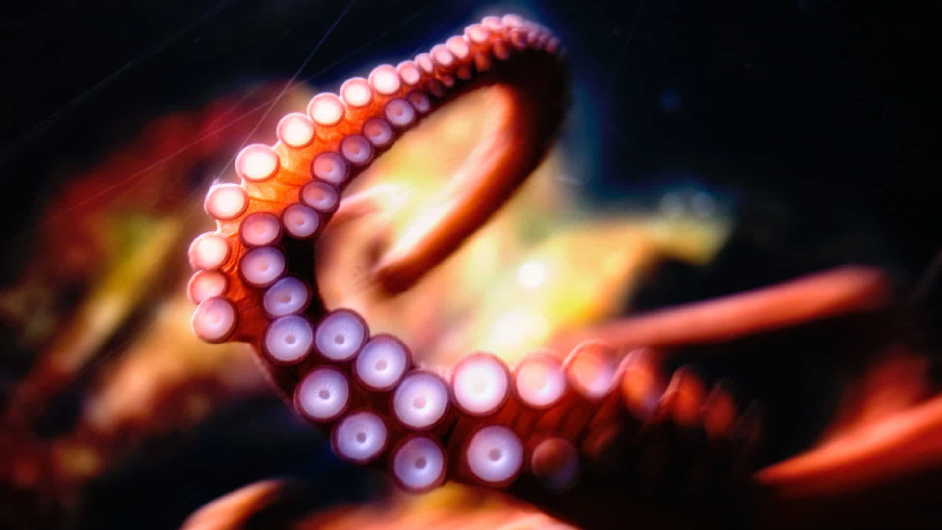 HD Octopus Wallpapers