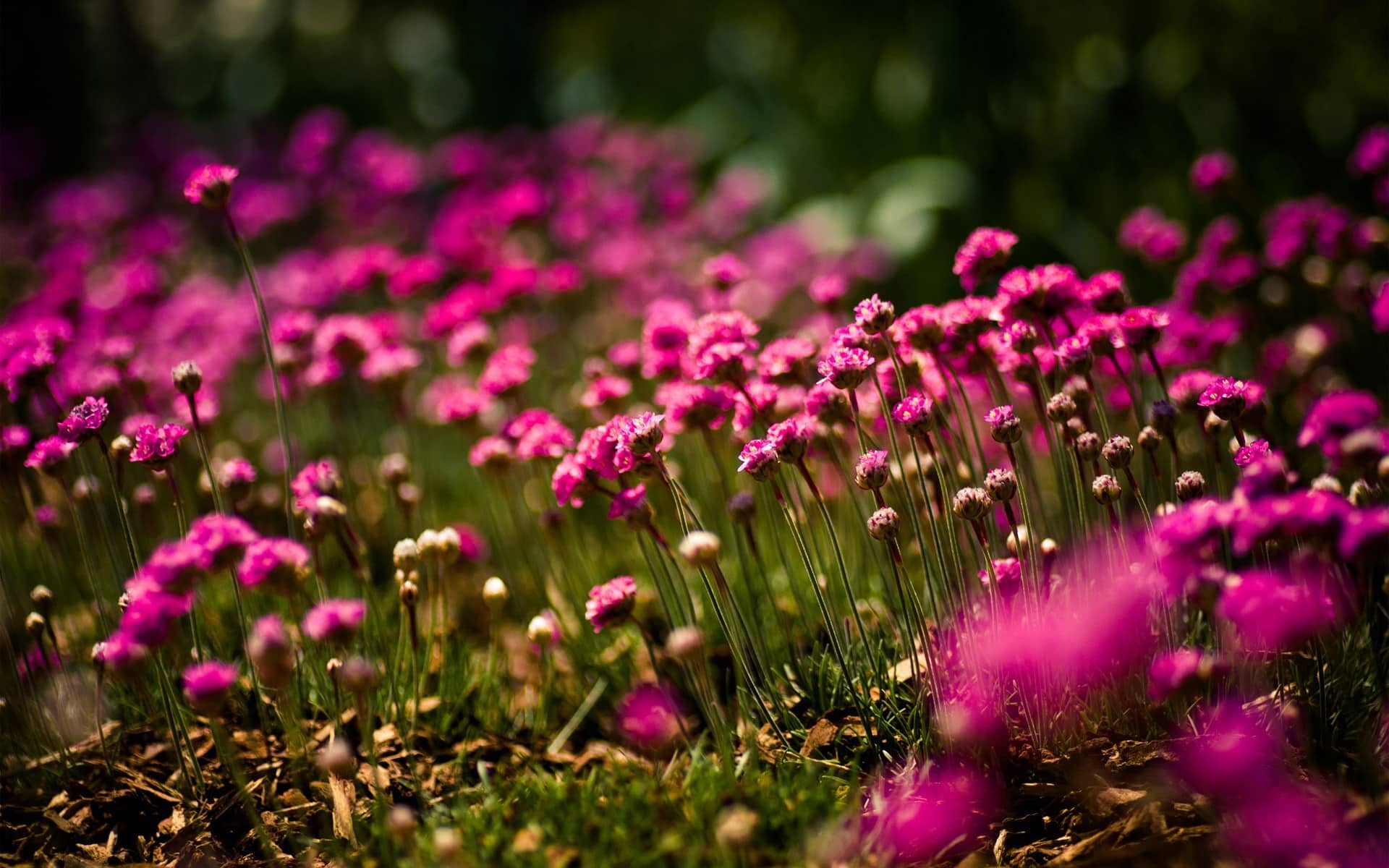 Free Download Pink Flowers Backgrounds