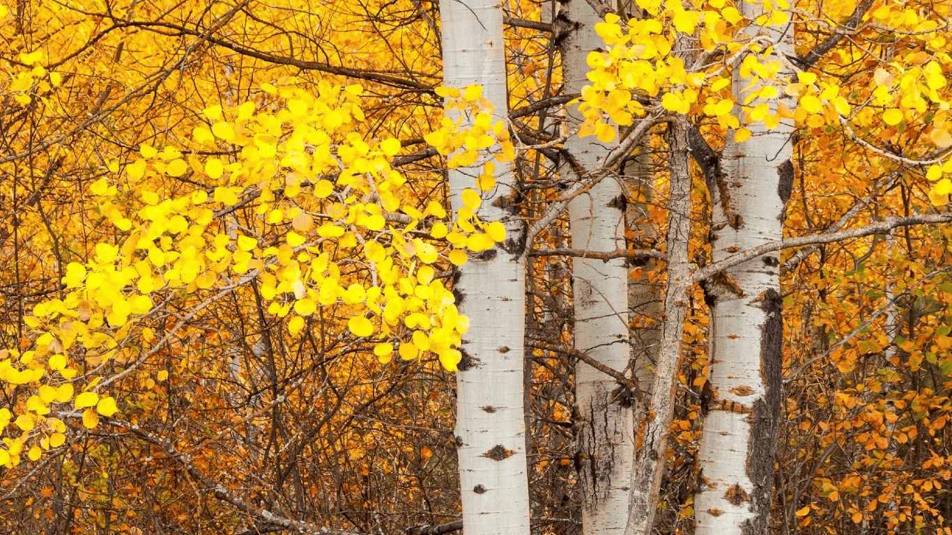 Aspen Tree Wallpapers HD