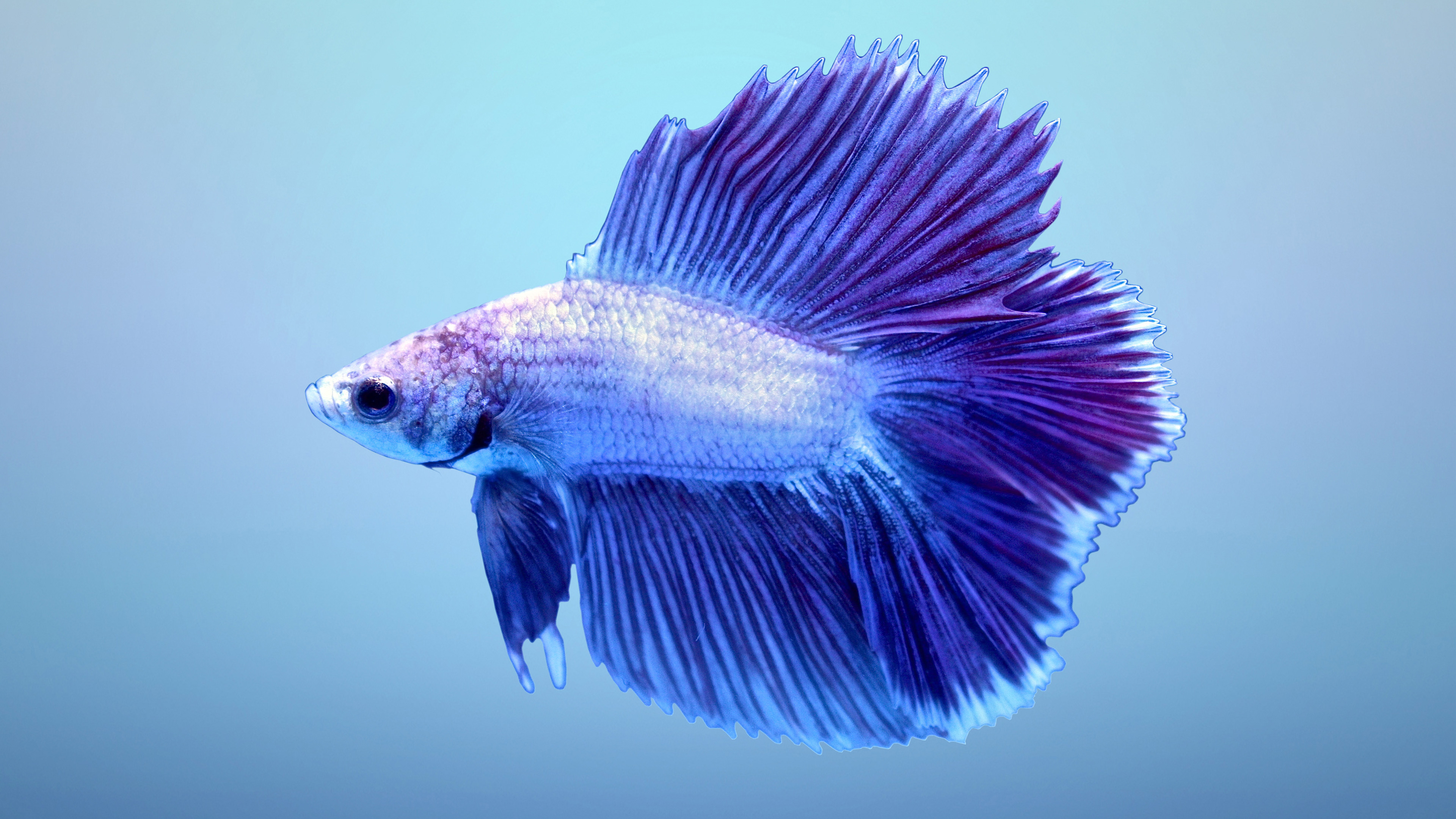 Betta Fish Wallpapers HD