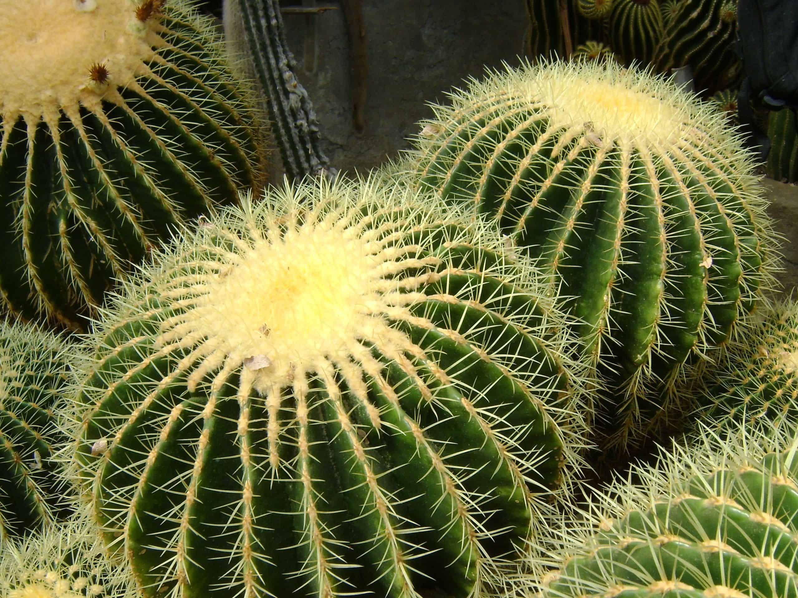 Cactus Desktop Background