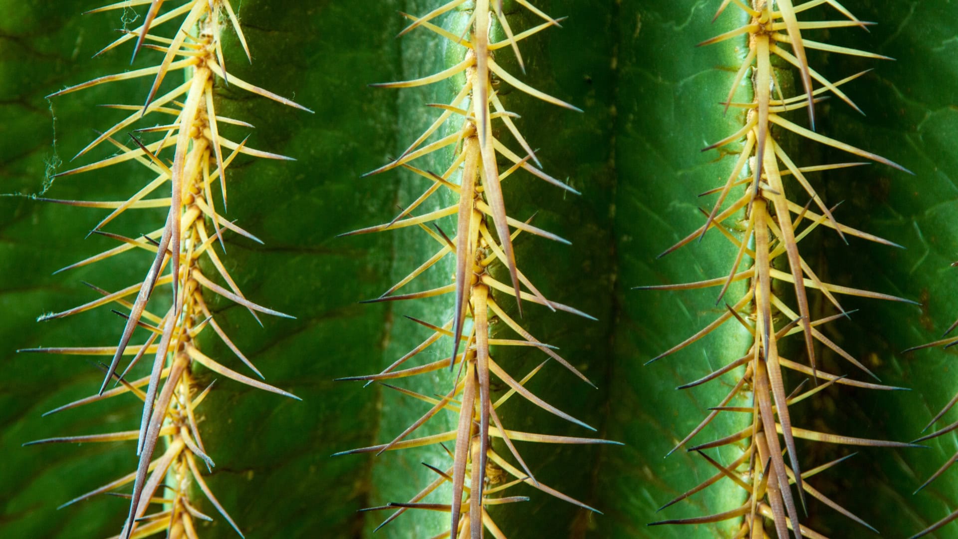 Cactus Desktop Background