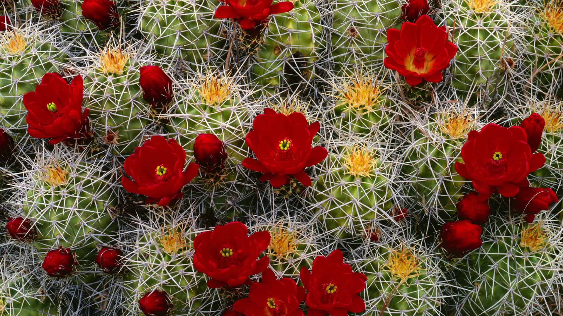 Cactus Desktop Background