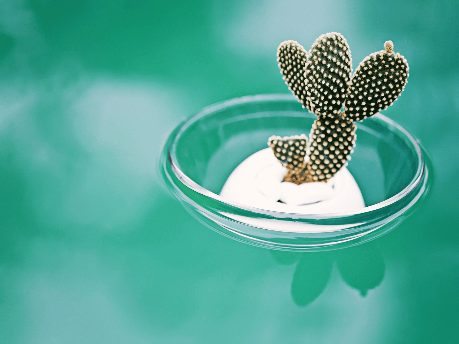 Cactus HD Wallpaper
