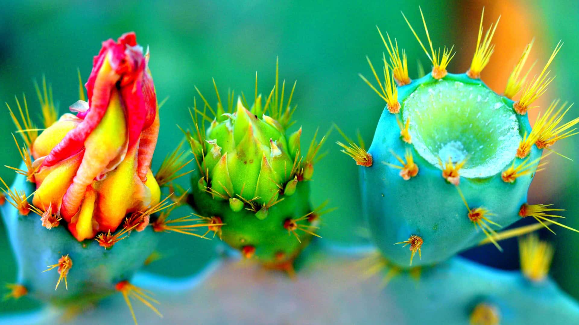 Cactus Desktop Background