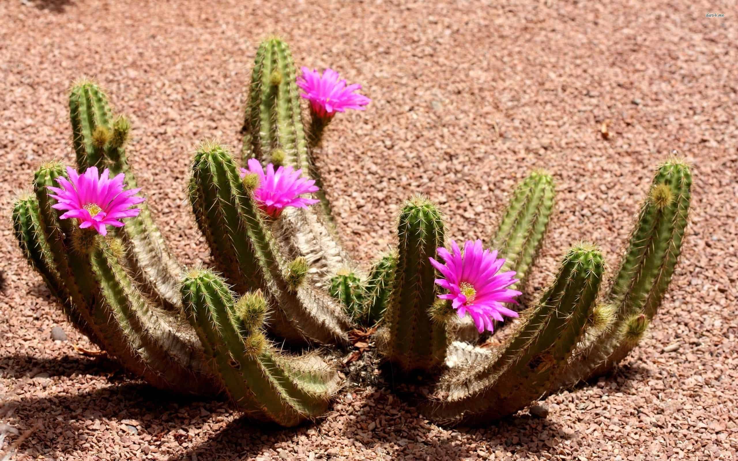 Cactus Desktop Background