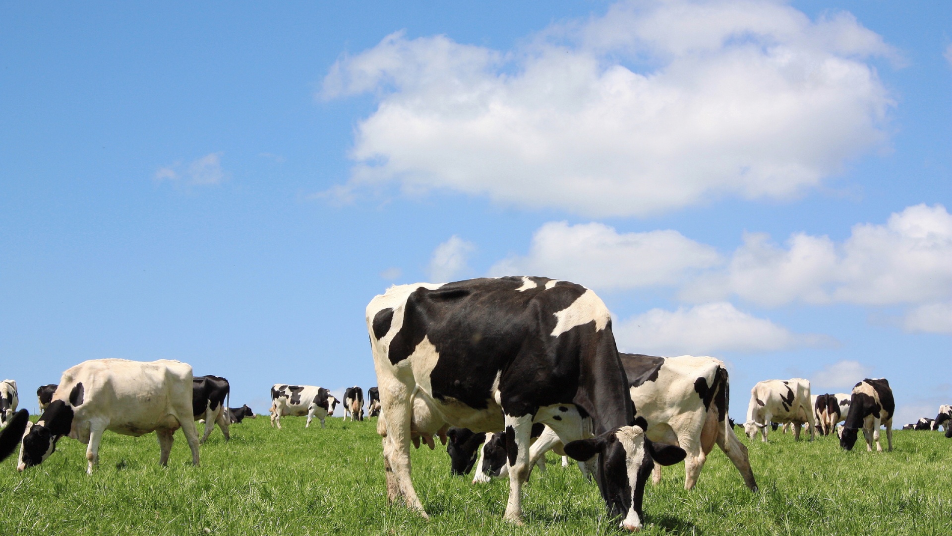 384,740 Cow Stock Photos Free & Royalty-Free Stock Photos.
