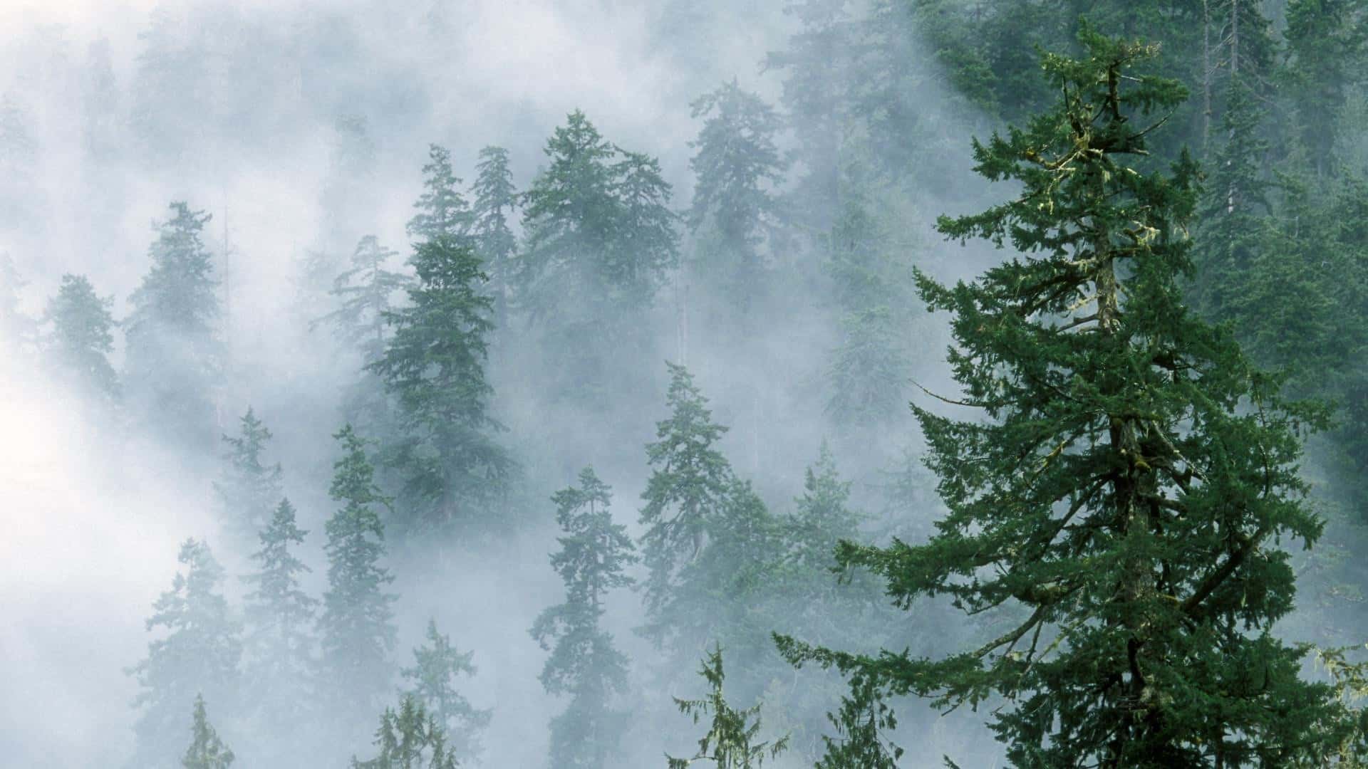 Foggy Forest Wallpapers HD