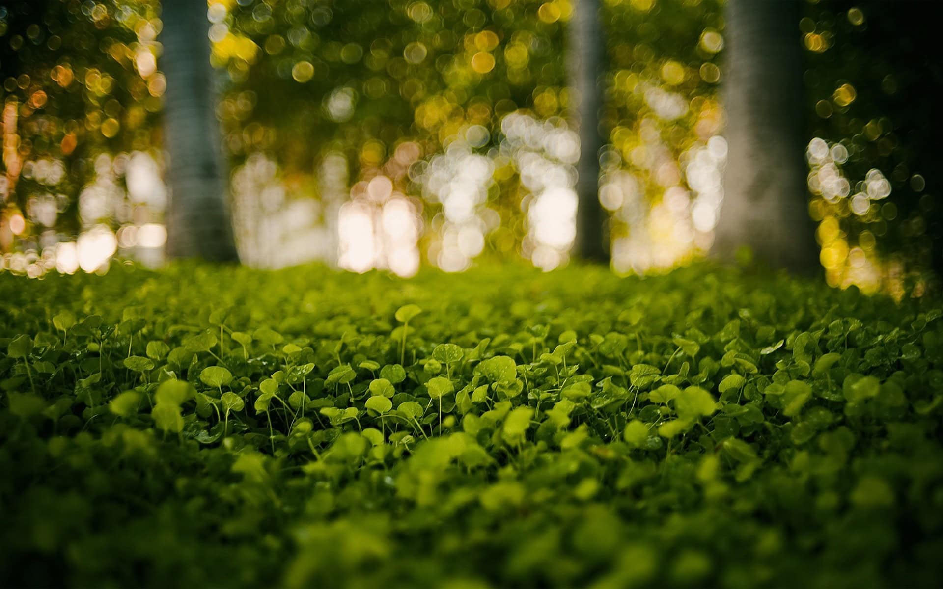 Enchanted Forest Backgrounds Free Download