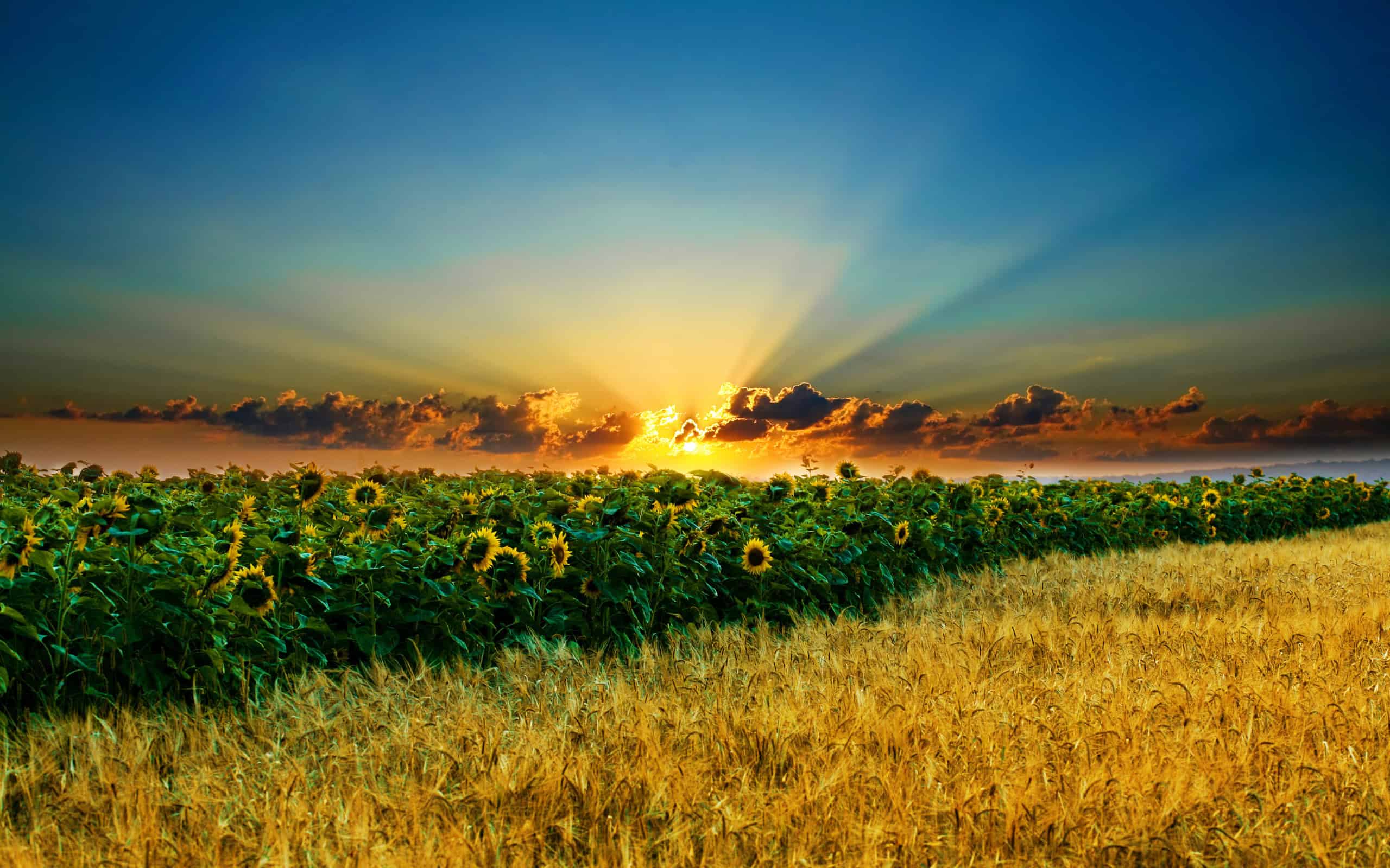 Beautiful Landscape Background HD