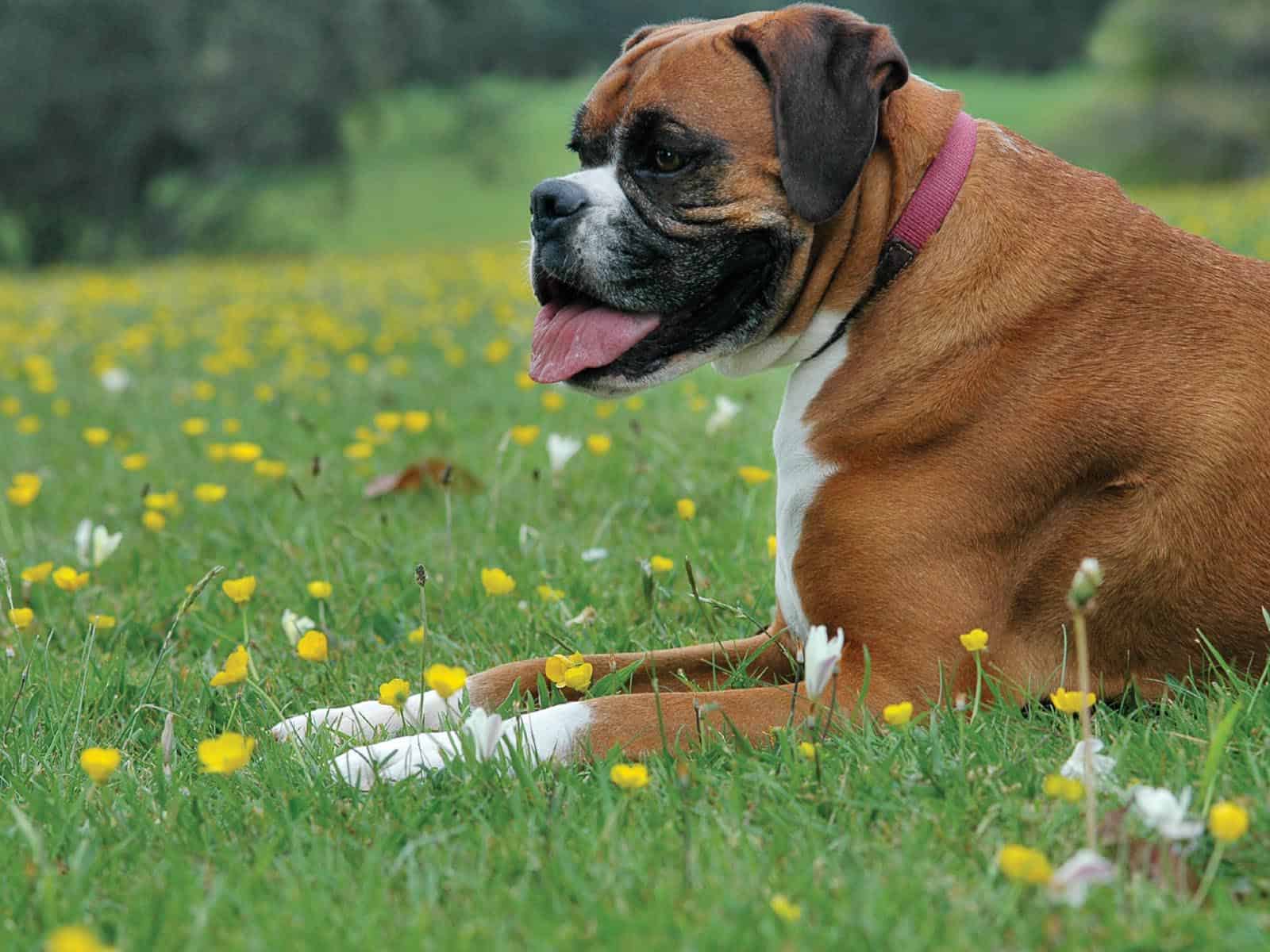 Boxer Dog Wallpaper HD Free Download