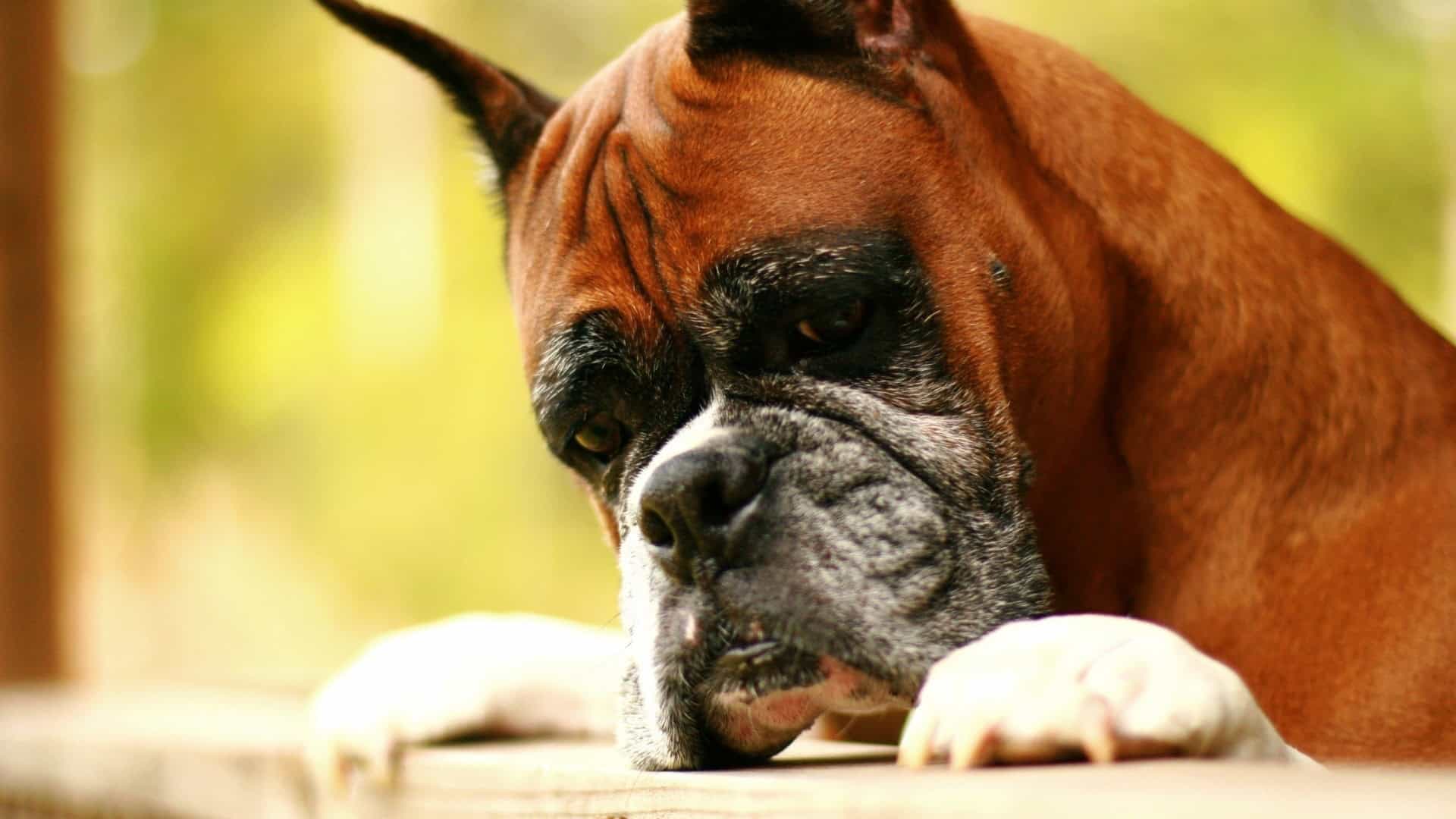 Boxer Dog Wallpaper HD Free Download