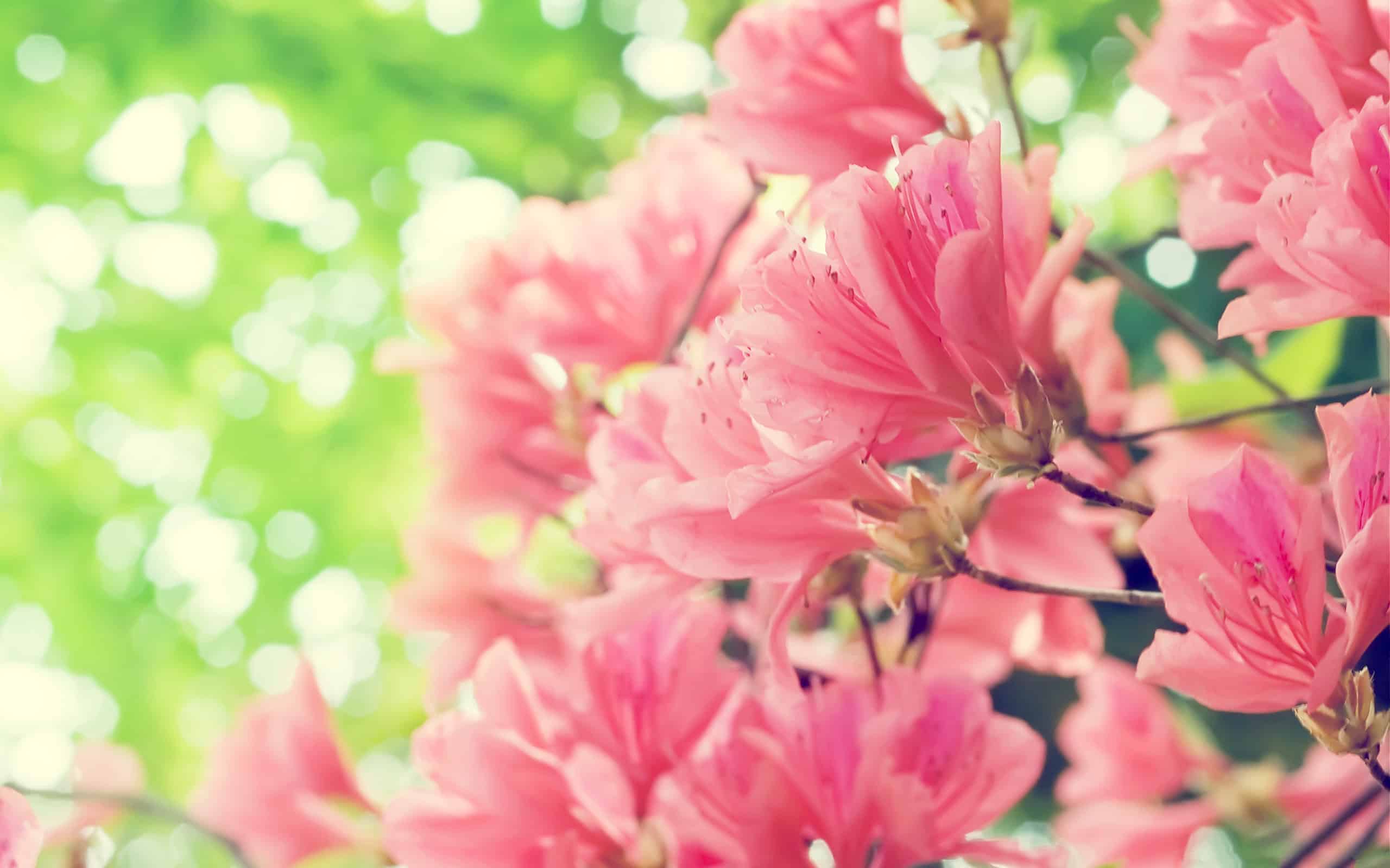 Spring Flowers Wallpaper HD (50+ Images)