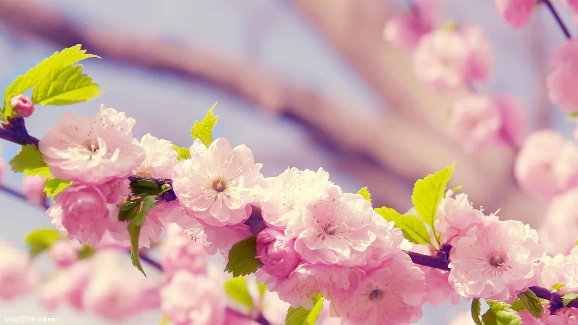 Spring Flowers Wallpapers HD (50+ Images) Free Download