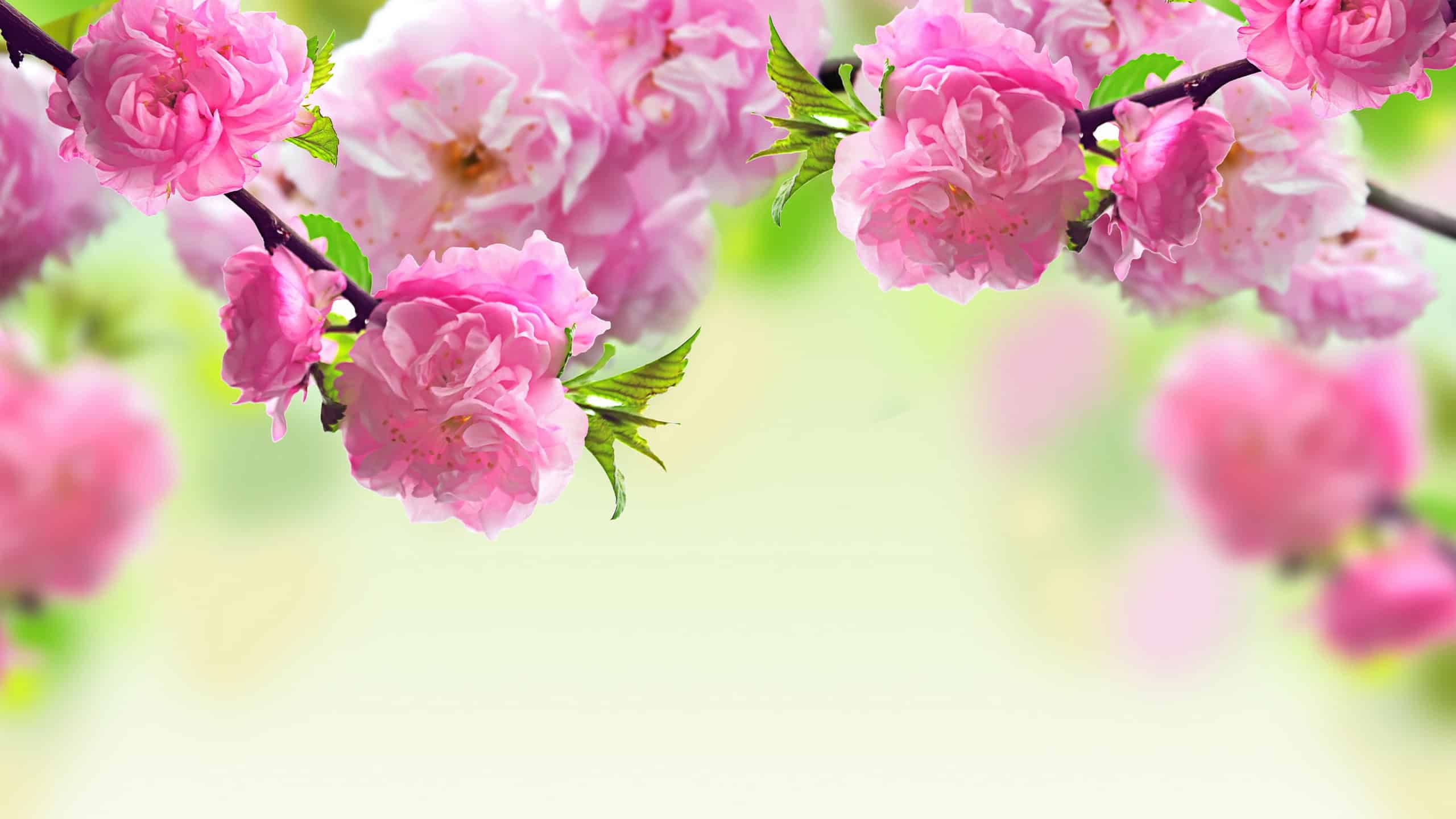 Spring Flowers Wallpapers HD (50+ Images) Free Download