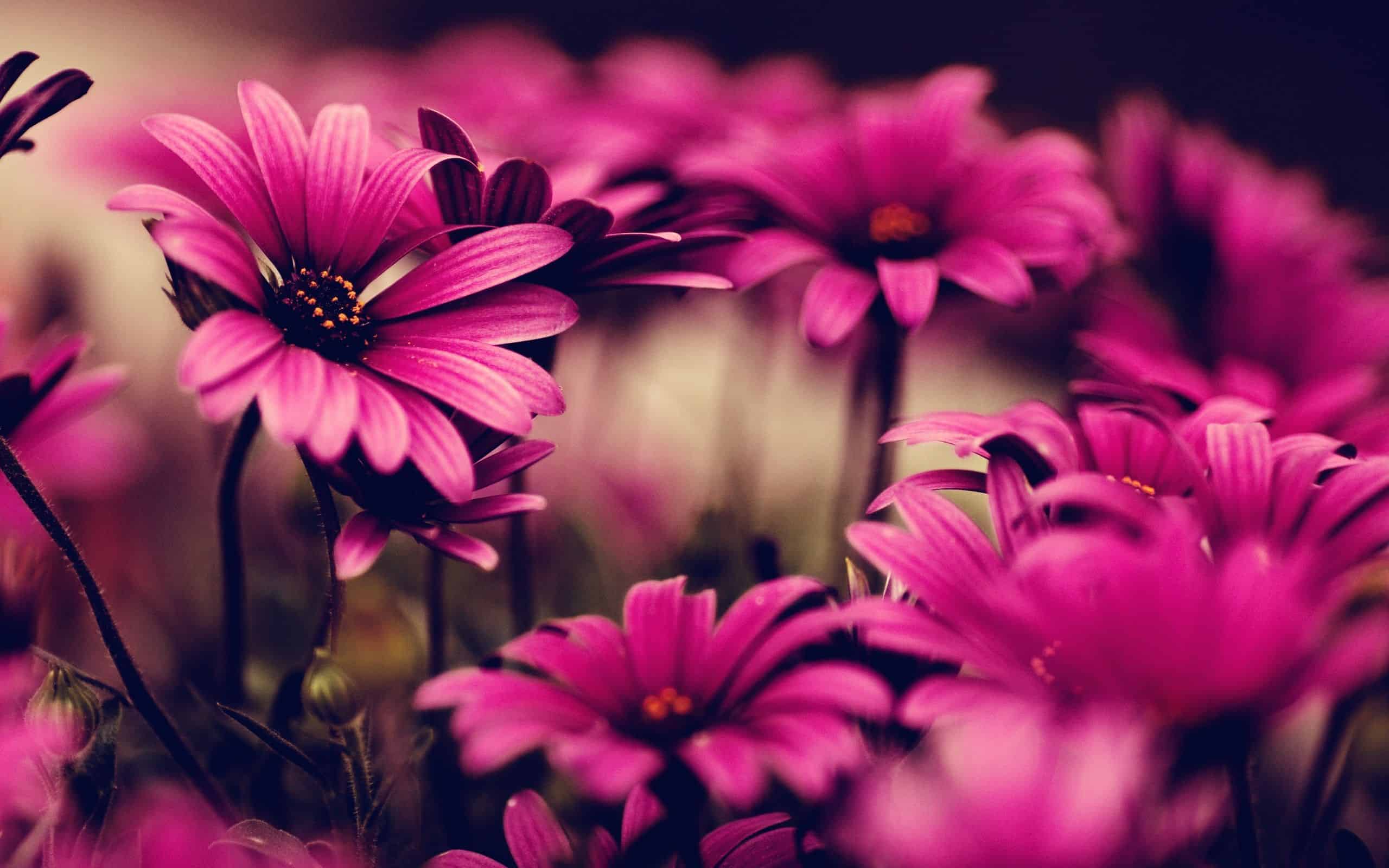 Flower HD Wallpapers Free Download